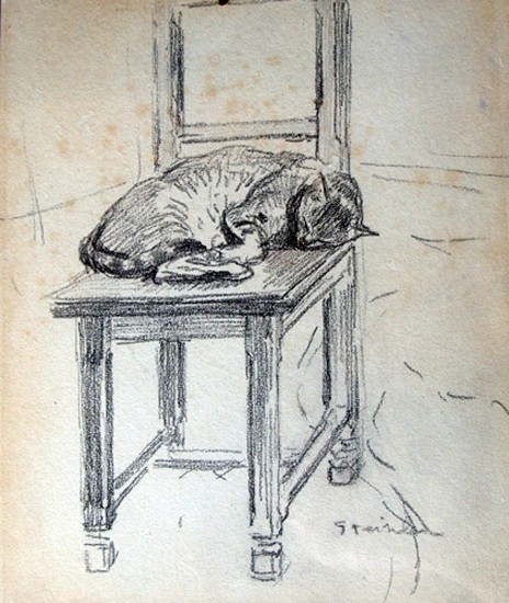 chats de steinlein,bmc, steinlein,chats,