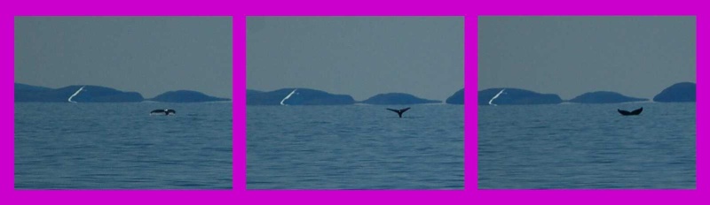 Baleine jubarte entre Aasiaat et Qasigianguit
