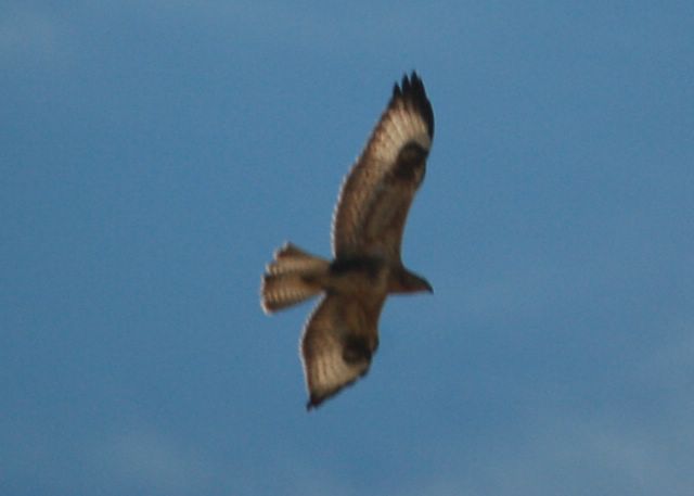 Aquila verreauxii