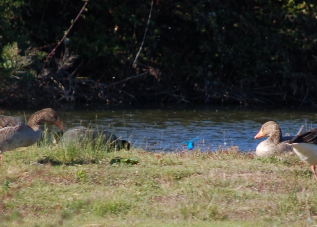 Bird-watching