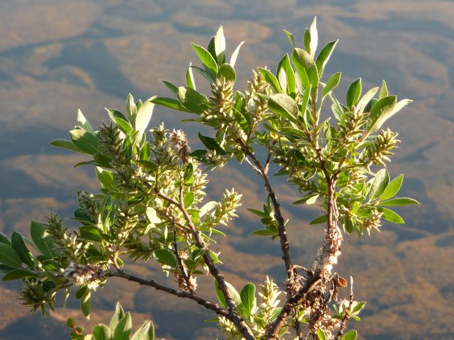 Salix glauca 1