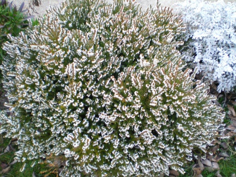imgp1029.jpg