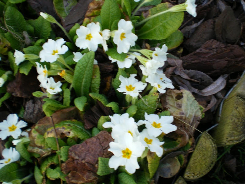 imgp1031.jpg