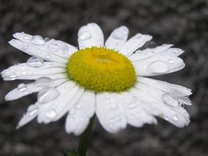 Simplement dans MOMENT DE VIE fleur10