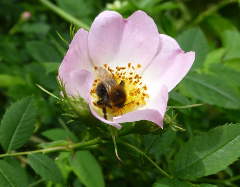 La saison des amours dans LES 4 SAISONS p1050110