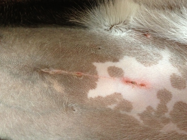 post-spay-incision