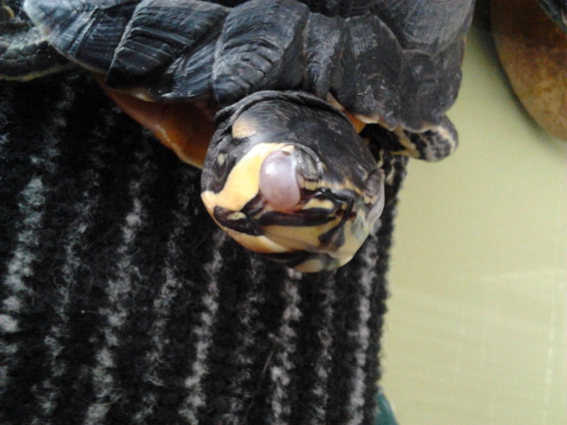 comment soigner les yeux d'une tortue d'eau