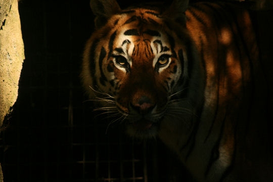 tigre-11.jpg