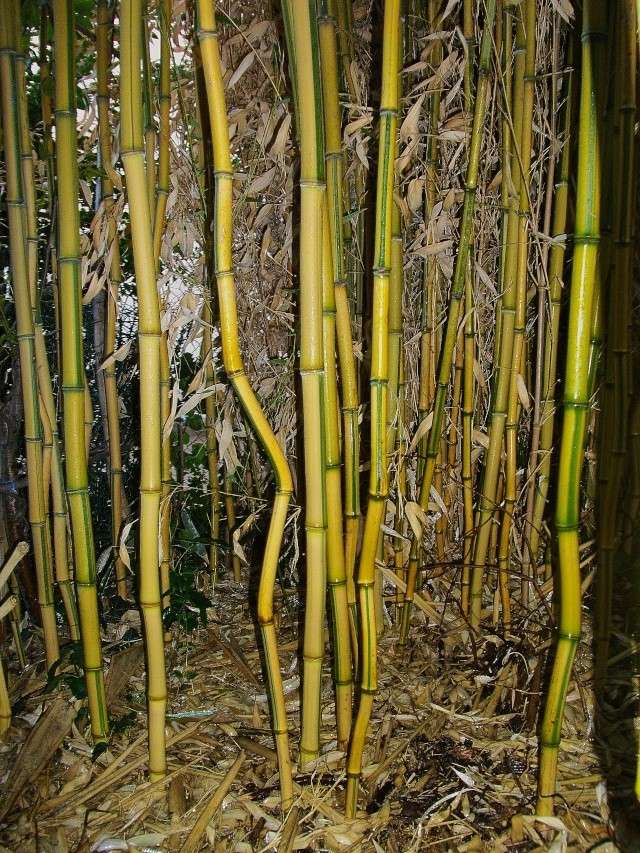 bambou12.jpg