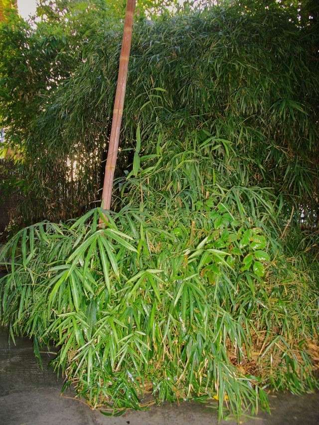 bambou14.jpg
