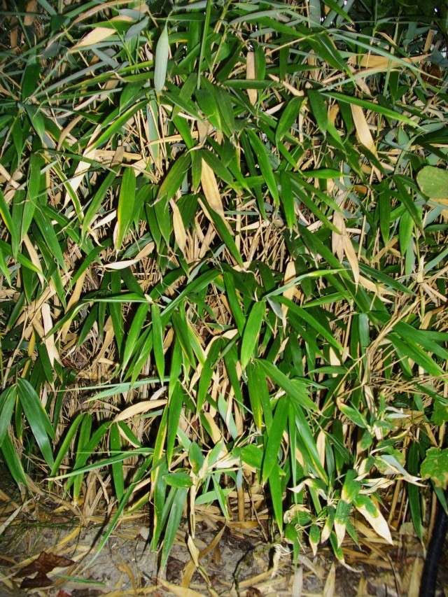 bambou37.jpg