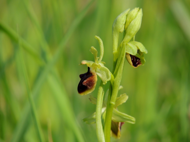 ophrys17.jpg