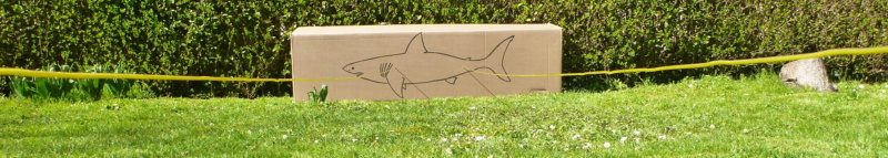 requin13.jpg